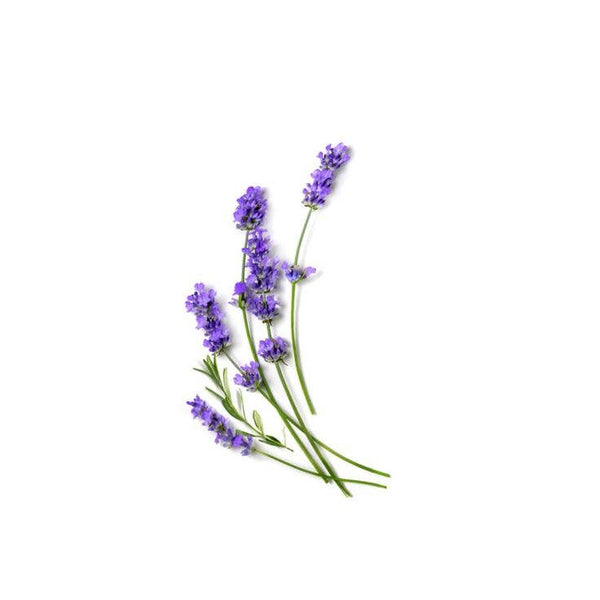 Pocket Sanitizer Lavender x Eucalyptus